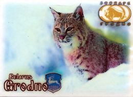 ZOO Grodno (BY) - Lynx - Tierwelt & Fauna