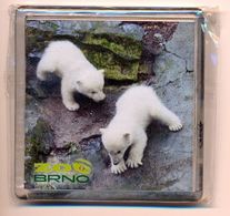 ZOO Brno (CZ) - Baby Polar Bear - Animals & Fauna