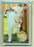 ZOO Izhevsk (RU) - Goat - Animaux & Faune