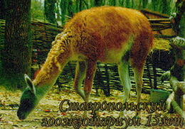 Zooexotarium Stavropol (RU) - Lama - Tierwelt & Fauna