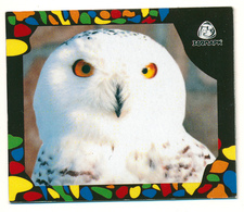 ZOO Izhevsk (RU) - Snowy Owl - Dieren & Fauna