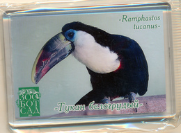 Zoo-botanical Garden Kazan (RU) - Toucan - Animaux & Faune