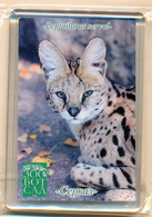 Zoo-botanical Garden Kazan (RU) - Serval - Tierwelt & Fauna