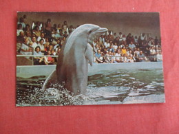 Performing  Porpoise   Brookfield Zoo Ref 3035 - Altri
