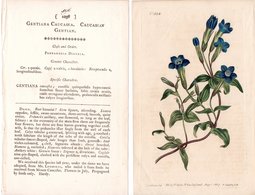 CURTIS’S BOTANICAL MAGAZINE, GENZIANA CAUCASICA, TAVOLA 1038, VOLUME 26, 1807 Genziana Caucasica – Caucasian Gentian - 1800-1849