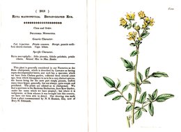 CURTIS’S BOTANICAL MAGAZINE, RUTA MACROPHYLLA, TAVOLA 2018, VOLUME 45, 1818 Original Hand-Colored Lithograph - 1800-1849