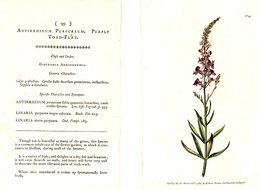 CURTIS’S BOTANICAL MAGAZINE, ANTIRRHINUM PURPUREUM, TAVOLA 99, VOLUME 3, 1789 Original Hand-Colored Lithograph - 1700-1799