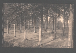 Melle / Melle-lez-Gand - Caritas - Bois De Hêtres - Nieuwstaat - Melle