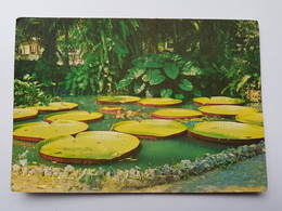 BELEM VITORIA REGIA PLANTA AQUATICA AMAZONICA BRASIL - Vitória