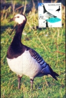 WATER BIRDS- BARNACLE GOOSE - NEDERLANDS- BIRD WITH IT SILHOUETTE- MNH-MC-56 - Oies