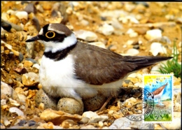 BIRDS- LITTLE RINGED PLOVER- MAXIMUM CARD-WWF- LIECHTENSTEIN-1989- MNH-MC-56 - Albatros