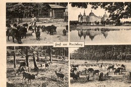 ALLEMAGNE. CPA. Gruss Aus Maritzburg. Jagdschlob. Wildpark. Animaux. - Moritzburg