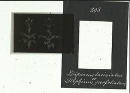 Dipsacus Laciniatus Et Silphium Perfoliatum (Plantes A Reservoirs D'eau ) Bon Etat Mais Scan Flou - Stereoskope - Stereobetrachter
