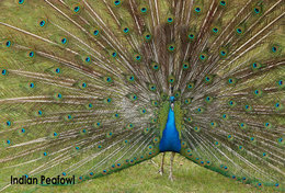 T49-002  ]   Peacock Peafowl Bird ,  Pre-stamped Card,postal Stationery - Pfauen