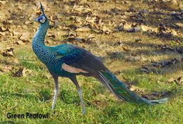 T49-008  ]   Peacock Peafowl Bird ,  Pre-stamped Card,postal Stationery - Pfauen