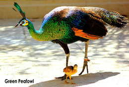 T49-010  ]   Peacock Peafowl Bird ,  Pre-stamped Card,postal Stationery - Pfauen