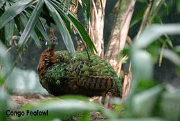 T49-011  ]   Peacock Peafowl Bird ,  Pre-stamped Card,postal Stationery - Pfauen
