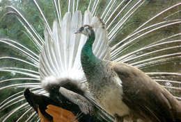 T49-013  ]   Peacock Peafowl Bird ,  Pre-stamped Card,postal Stationery - Pfauen