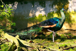 T49-014  ]   Peacock Peafowl Bird ,  Pre-stamped Card,postal Stationery - Pavoni