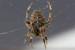 T49-018  ]   Spider Spinnen ,  Pre-stamped Card,postal Stationery - Araignées