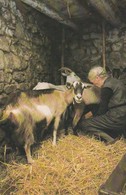 CPM 12X17 . Vie Paysanne De J.L. GONTERRE . Traite Des Chèvres - Autres & Non Classés