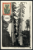 641 BRAZIL: RIO: Palm Trees, Botanical Garden, Maximum Card Of DE/1912, VF Quality - Cartes-maximum