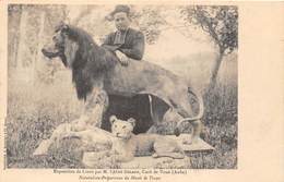 ESPOSITION DE LIONS PA M. L'ABBE GERARD- CURE DE VOUE ( AUBE ) NATURALISTE- PREPARATEUR DU MUSEE DE TROYES - Leeuwen