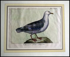 Die Möwe (le Rytsa, Petite Mouette Ou Goiland Blanc), Kolorierter Kupferstich Von Olafsen Aus Atlas Du Voyage En Islande - Lithographien