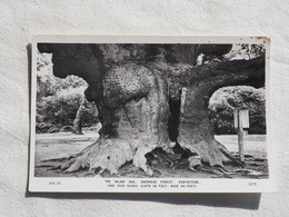 The Major Oak Sherwood Forest Edwinstowe    A 179 - Andere & Zonder Classificatie