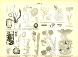 BERT MEYERS, GERMAN MEYERS KONVERSATION LEXIKON 1890, QUINTA EDIZIONE, FUNGHI Litografia - Lexiques