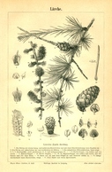 BERT MEYERS, GERMAN MEYERS KONVERSATION LEXIKON 1890, QUINTA EDIZIONE, LARICE, LARCH Litografia - Léxicos