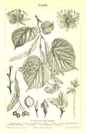 BERT MEYERS, GERMAN MEYERS KONVERSATION LEXIKON 1890, QUINTA EDIZIONE, TIGLIO, TILIA ULMIFOLIA Litografia - Glossaries