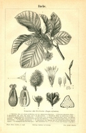 BERT MEYERS, GERMAN MEYERS KONVERSATION LEXIKON 1890, QUINTA EDIZIONE, FAGGIO, BEECH Litografia - Léxicos