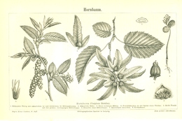BERT MEYERS, GERMAN MEYERS KONVERSATION LEXIKON 1890, QUINTA EDIZIONE, CARPINO BIANCO, HORN TREE Litografia - Léxicos
