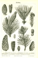 BERT MEYERS, GERMAN MEYERS KONVERSATION LEXIKON 1890, QUINTA EDIZIONE, PINI, PINE TREES Litografia - Lexicons