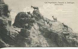 005110  Carl Hagenbeck's Tierpark In Stellingen - Markhor-Felsen  1913 - Stellingen