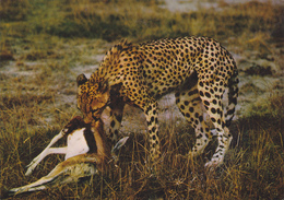 KENYA,afrique Est,prés Du Soudan,AMBOSELI,PARK,CHEETAH,GUEPARD - Kenya