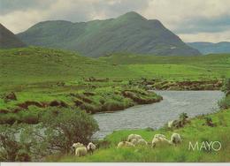 CPM Irlande, Mayo, (montagne, Moutons) - Mayo