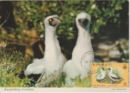 Kiribati Carte Maximum 1982 Oiseaux 65 Fou Masqué - Kiribati (1979-...)