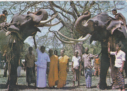 ASIE,ASIA,SRI LANKA,CEYLON,CEYLAN,ELEPHANT - Sri Lanka (Ceylon)