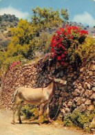 Delcampe - CORSE  20   "RENCONTRE SUR LA ROUTE" ANE - Corse
