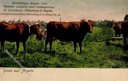 Landwirtschaft - Reinblütiges ANGLER VIEH V. Viegexporteur RINGSBERG,Angeln I-II Paysans - Ausstellungen