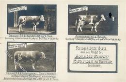 Landwirtschaft Bichtlingen (7790) Kühe Zucht Gebr. Hendler I-II Paysans - Exposiciones
