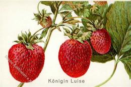 Landwirtschaft Erdbeeren Königin Luise I-II Paysans - Exposiciones