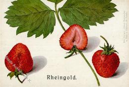 Landwirtschaft Erdbeeren Rheingold I-II Paysans - Exposiciones