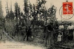 Landwirtschaft Frankreich Hopfenernte 1913 I-II Paysans - Ausstellungen