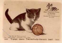 KATZE - Werbekarte (keine Ak) TIERSCHUTZVEREIN DRESDEN Sign. Hospodka 1930 I-II - Katzen