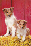 CANI - 2 CucciolI Di Razza Collie - Dog Collie Puppies - Chiens