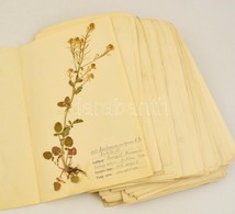 Cca 1930 Herbarium. Kb 100 Db Préselt Növényt, Megnevezésüket, Lelőhelyeiket Tartalmazó Herbárium Lapokon, Jó állapotban - Non Classés