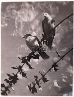 1937 Osoha László: Gerlék. Vintage Fotó, Pecsételve, Feliratozva, Több Helyen Kiállítva, 35x27cm (egyik Sarka Hajtott, R - Andere & Zonder Classificatie
